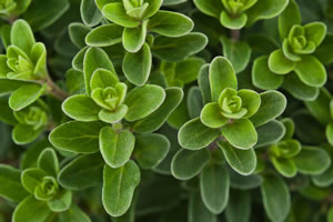 Oregano