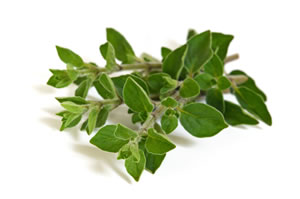 Ernte von Oregano