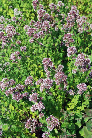 Oregano Pflanze