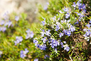 Rosmarin mit Blüten