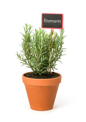 Rosmarin im Topf