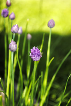 Schnittlauch mit Blüten