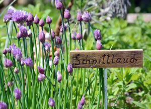 Schnittlauch im Kräutergarten
