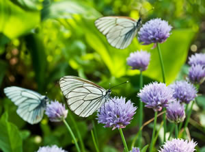 Schmetterling am Schnittlauch