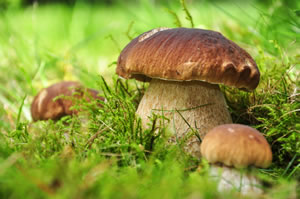 Steinpilze auf der Wiese