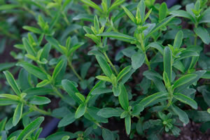 Stevia im Beet
