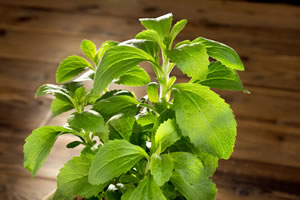 Stevia