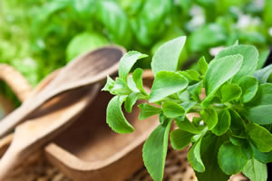 Stevia Pflanze