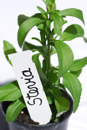 Stevia mit Pflanzschild