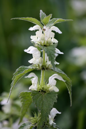 weißes Lamium