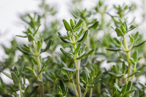 Thymian