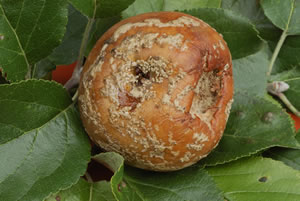 Krankheiten am Apfelbaum