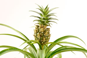 Ananas selber ziehen