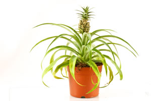 Ananas im Topf