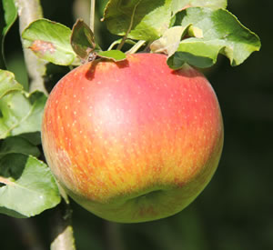 Jonagold-Apfel