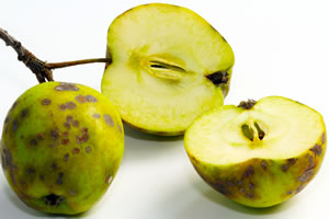 Krankheiten am Apfel