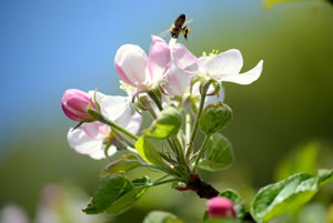 Apfelbaum Blüte