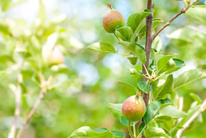 Apfelbaum