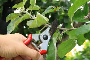 Apfelbaum schneiden
