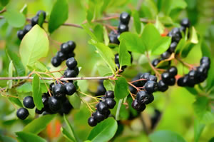 Aronia-Pflanze