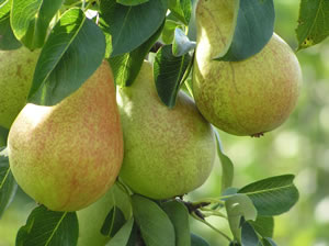 Birnensorte