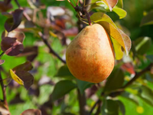 Birnenbaum