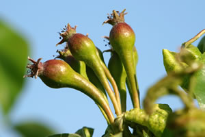 Birne junge Frucht