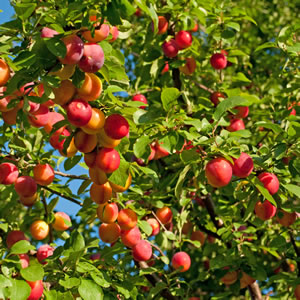 Blutpflaume Baum