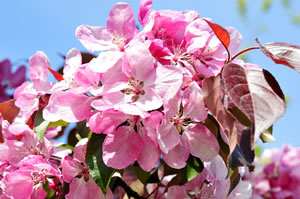 Blüte der Zwergblutpflaume