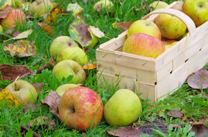 Boskoop Äpfel