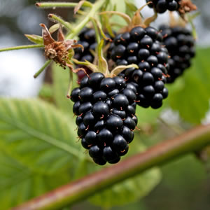 Brombeeren