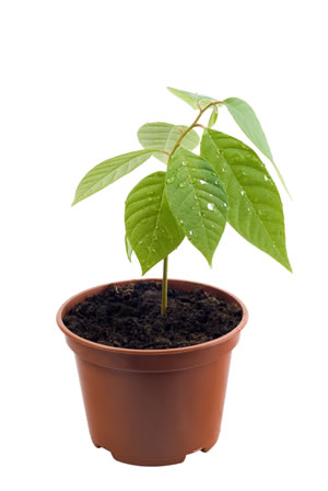 Cherimoya Pflanze