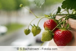 Erdbeeren auf Balkon