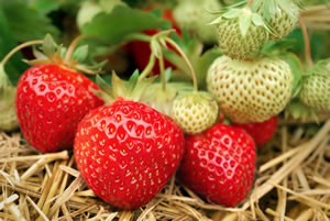 Erdbeeren - Obst oder Nuss?