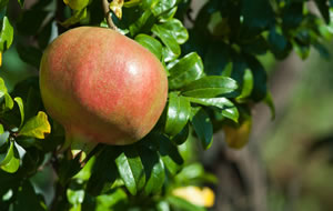 Granatapfel Frucht