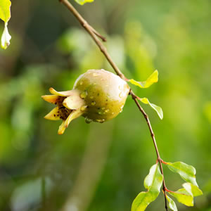 Blüte des Granatapfelbaums