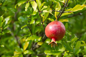 Granatapfel am Baum