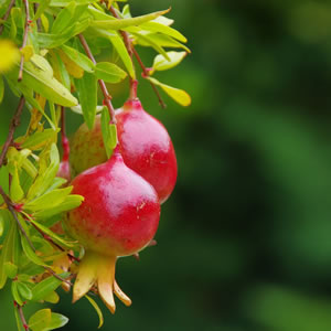 Granatapfel