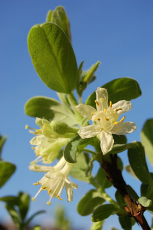 Blüte der Heidelbeeren