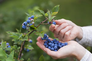 Ernte von Blaubeeren