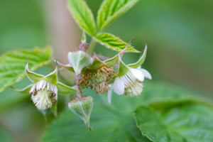 Blüten der Himbeere