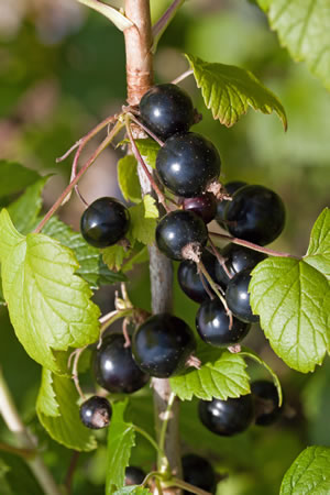 Johannisbeeren schwarz