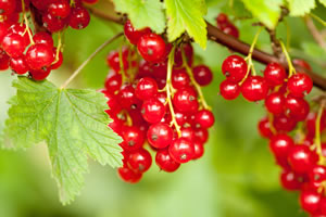 Johannisbeeren