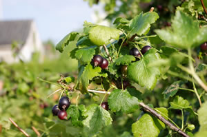Beeren am Strauch