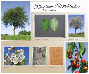 Kirschbaum
