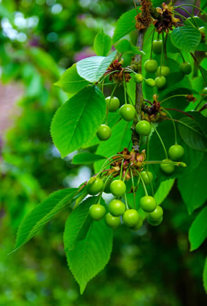 Kirschbaum
