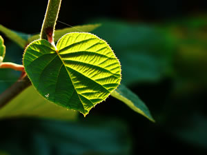 Kiwi-Blatt