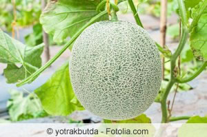 Melone