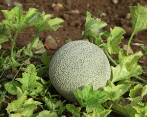 Honigmelone