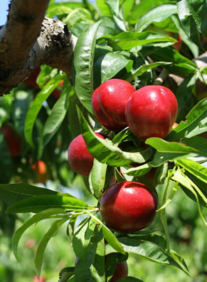 Nektarinenbaum